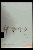 101103 Nemacladus longiflorus breviflorus.jpg