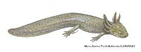 MAPM1319 Ambystoma subsalsum neoténico_larva.jpg