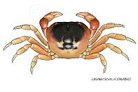 NE018 1024 Gecarcinus_lateralis_D_Hembra.jpg