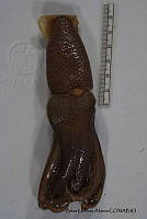 KT014 0074 Histioteuthis heteropsis.JPG