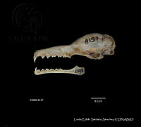 LESS 0390 Choeronyteris mexicana.JPG