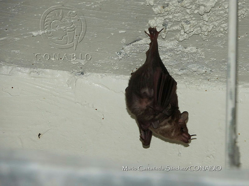 MCS%20IM0193%20Glossophaga.jpg.kCe0 LT MXlXZadjQA3g0JtbmFja29CbnFuZ3NAbXJ6LGtwZwA.mz3WUodK9L