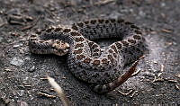 EE01 Crotalus triseriatus.jpg