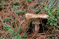 IMDOC Hong 0178 Amanita porphyria.jpg