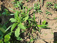 SG019 0090 Amaranthus hybridus.jpg