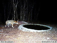 MAGB 0072 Canis latrans.JPG