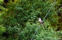 MGaves 2756 Tyrannus forficatus.jpg