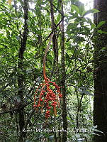 JF092 1175 Chamaedorea pinnatifrons.jpg