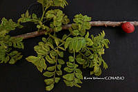 ME010 KV 01021 Spondias purpurea L., 1762_.JPG