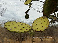 RG016 0474 Opuntia lasiacantha.jpg