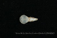 VMS-CD0240 Cryptotis obscura.JPG