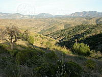 MGvarios39 Chihuahua.jpg