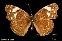 ME006 Entomo SCLC 0037 Anthanassa otanes cyno.jpg