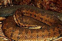 EGP0407 Cerrophidion tzotzilorum.jpg