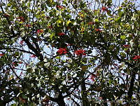 CGL0902 Erythrina americana.jpg