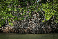 FBA0524 Rhizophora mangle.jpg
