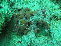 VDLCF0555 Cribrochalina dura.jpg