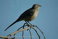 GRC0026 Melozone crissalis.jpg