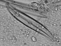 KT018 0130 Gyrosigma nodiferum.jpg