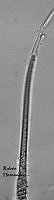 NE002 0056 Homoeothrix gracilis.jpg
