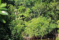 FBA0537 Tabasco, México.jpg