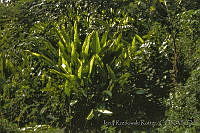 3445 Heliconia sp..jpg