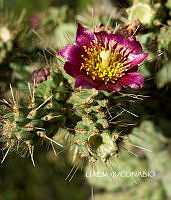 3R 00861 Cylindropuntia imbricata.tif