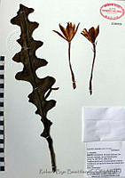 RBB0129 Epiphyllum anguliger.jpg