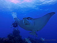 ARG04 Aetobatus narinari.jpg