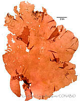 LDGR049 Predaea japonica.jpg