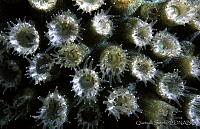 QSS0005 Montastraea cavernosa.jpg