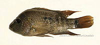 HE009 P 0079 Mojarra de Cuatro Ciénegas.JPG