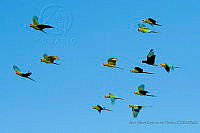 AAKVDH03 Ara militaris.jpg