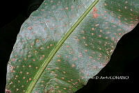 Zongo 0019 Campyloneurum sp..jpg