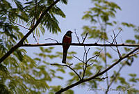 XVP0031 Trogon mexicanus.jpg