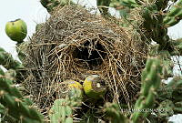3R 01268 Cylindropuntia imbricata.jpg