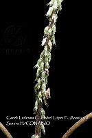 Atleq 0038 Cyathula achyranthoides.jpg