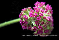 Atleq 0123 Boerhavia coccinea.jpg