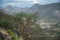 IMDOC 4794 Fouquieria formosa.jpg