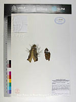 JAdNV0226 Acanthocereus tetragonus.JPG