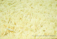 FGM2080 Distichlis spicata.JPG