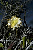 HBB0400 Selenicereus grandiflorus ssp. donkelaarii.jpg