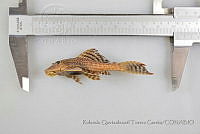 RQTG0386 Pterygoplichthys disjunctivus.jpg