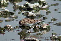 MGaves 63 Calidris bairdii.jpg