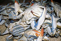 DK1045 Callinectes sp..jpg