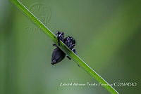 ZAPF0166 Paraphidippus sp..jpg