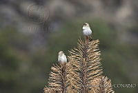 IMDOC0435 Spinus pinus.jpg