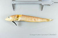 SGQ3493 Malacanthus plumieri.jpg