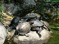  CGL2244 Trachemys scripta.jpg