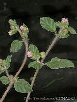 PTL1857 Allionia choisyi.jpg